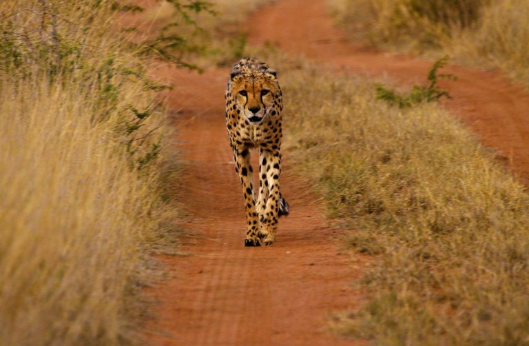 The Big Cat in My Namibian Bungalow