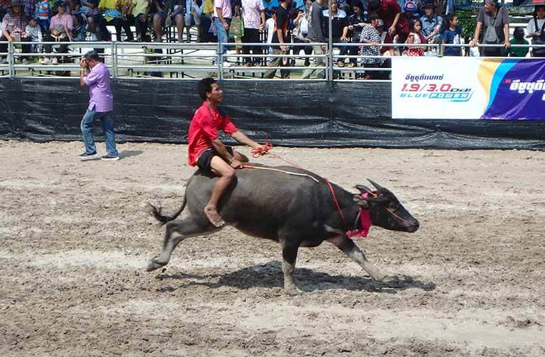 Water Buffalo Racing in Chonburi, Thailand