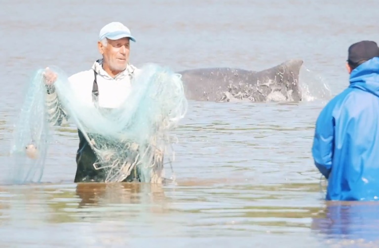 Video: Fishing With Dolphins in Laguna, Brazil