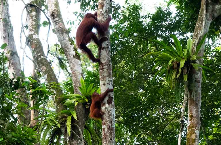 Cry of the Wild: Orangutan Encounters in Borneo